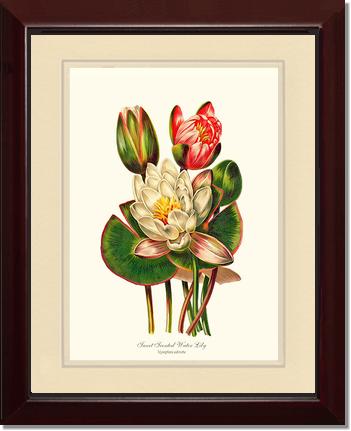 Lily, Water Sweet Scented | Flower/Floral Art Print