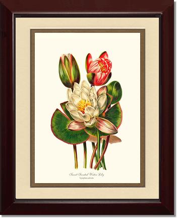 Lily, Water Sweet Scented | Flower/Floral Art Print