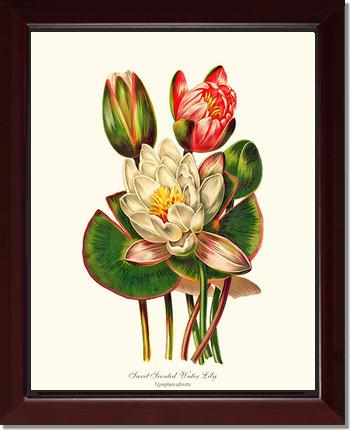 Lily, Water Sweet Scented | Flower/Floral Art Print