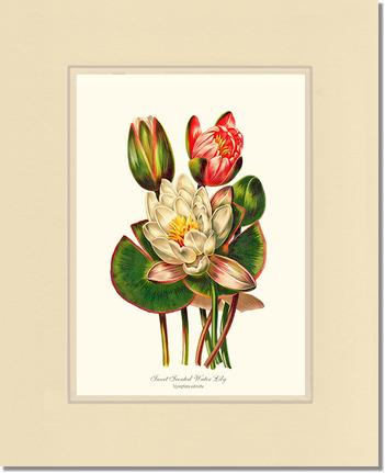 Lily, Water Sweet Scented | Flower/Floral Art Print
