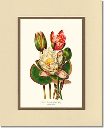Lily, Water Sweet Scented | Flower/Floral Art Print
