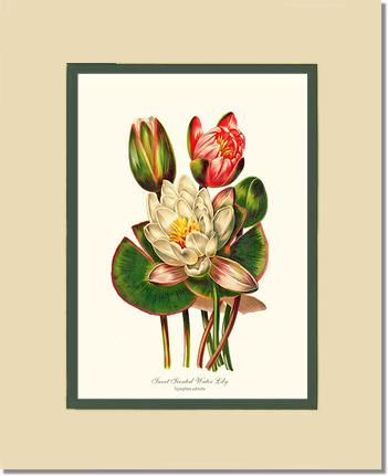 Lily, Water Sweet Scented | Flower/Floral Art Print