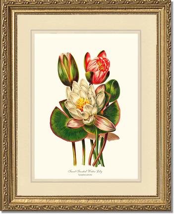 Lily, Water Sweet Scented | Flower/Floral Art Print