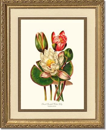 Lily, Water Sweet Scented | Flower/Floral Art Print