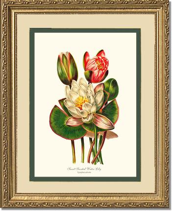 Lily, Water Sweet Scented | Flower/Floral Art Print