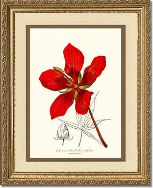 Mallow, Scarlet Rose