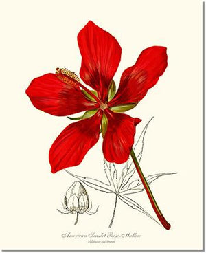Flower Floral Print: Mallow, Scarlet Rose