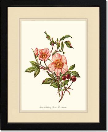 Rose Wall Art Print: Dwarf Wild Rose - Vintage Botanical Wall Decor- Charting Nature