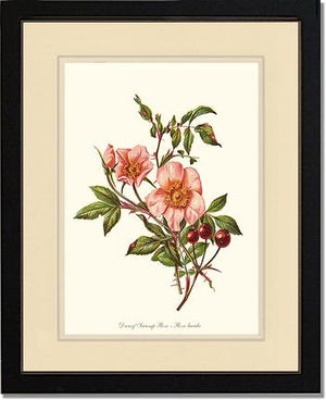 Dwarf Wild Rose
