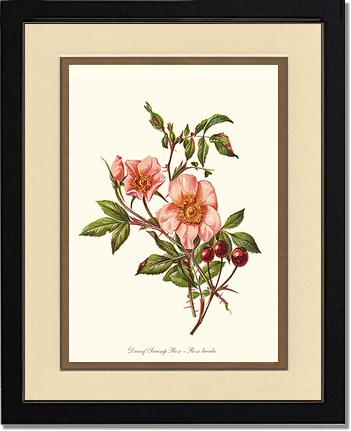 Rose Wall Art Print: Dwarf Wild Rose - Vintage Botanical Wall Decor- Charting Nature