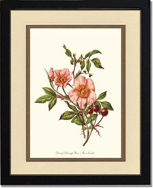 Dwarf Wild Rose