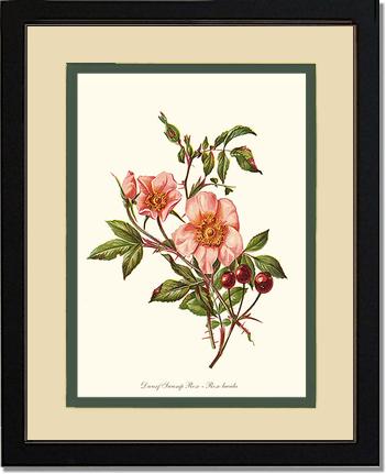 Rose Wall Art Print: Dwarf Wild Rose - Vintage Botanical Wall Decor- Charting Nature