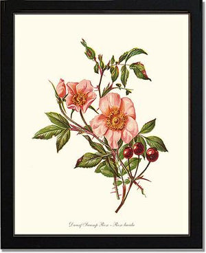 Dwarf Wild Rose
