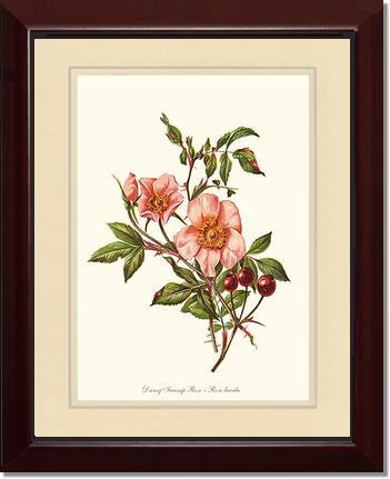 Rose Wall Art Print: Dwarf Wild Rose - Vintage Botanical Wall Decor- Charting Nature