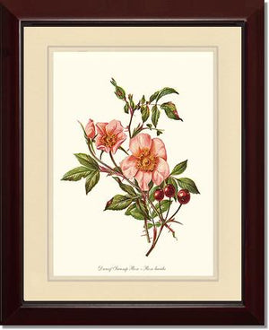 Dwarf Wild Rose