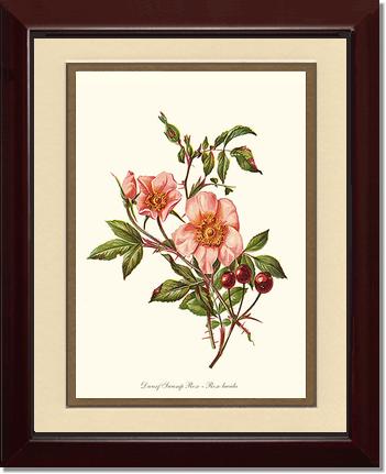 Rose Wall Art Print: Dwarf Wild Rose - Vintage Botanical Wall Decor- Charting Nature