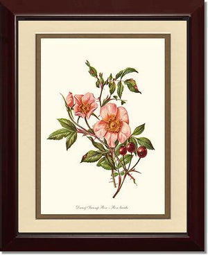 Dwarf Wild Rose