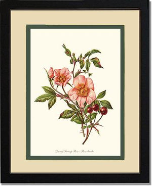 Dwarf Wild Rose