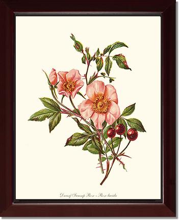 Rose Wall Art Print: Dwarf Wild Rose - Vintage Botanical Wall Decor- Charting Nature