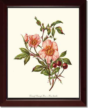 Dwarf Wild Rose