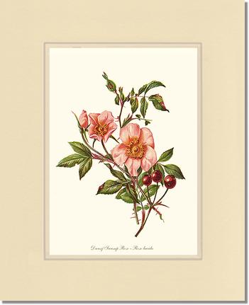 Rose Wall Art Print: Dwarf Wild Rose - Vintage Botanical Wall Decor- Charting Nature