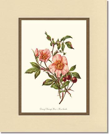 Rose Wall Art Print: Dwarf Wild Rose - Vintage Botanical Wall Decor- Charting Nature