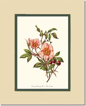 Rose Wall Art Print: Dwarf Wild Rose - Vintage Botanical Wall Decor- Charting Nature