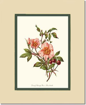 Dwarf Wild Rose