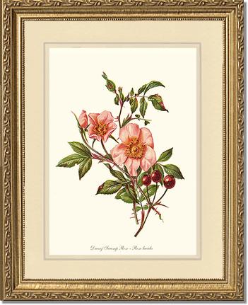 Rose Wall Art Print: Dwarf Wild Rose - Vintage Botanical Wall Decor- Charting Nature