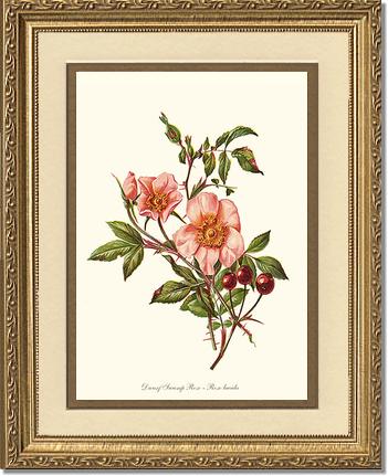 Rose Wall Art Print: Dwarf Wild Rose - Vintage Botanical Wall Decor- Charting Nature