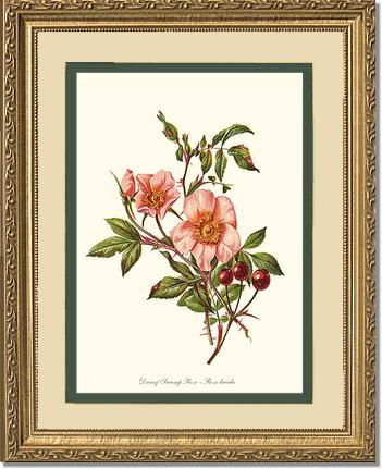 Rose Wall Art Print: Dwarf Wild Rose - Vintage Botanical Wall Decor- Charting Nature