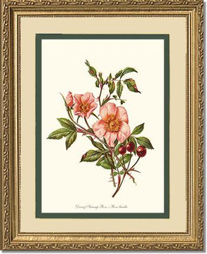 Dwarf Wild Rose