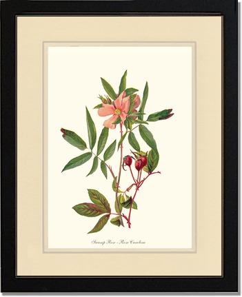 Rose Wall Art Print: Swamp Rose - Vintage Botanical Wall Decor- Charting Nature