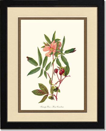 Rose Wall Art Print: Swamp Rose - Vintage Botanical Wall Decor- Charting Nature