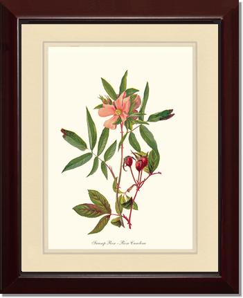 Rose Wall Art Print: Swamp Rose - Vintage Botanical Wall Decor- Charting Nature