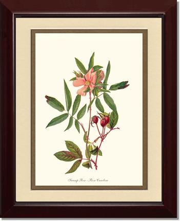 Rose Wall Art Print: Swamp Rose - Vintage Botanical Wall Decor- Charting Nature