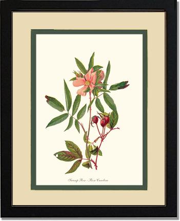 Rose Wall Art Print: Swamp Rose - Vintage Botanical Wall Decor- Charting Nature