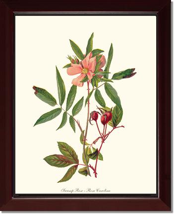 Rose Wall Art Print: Swamp Rose - Vintage Botanical Wall Decor- Charting Nature