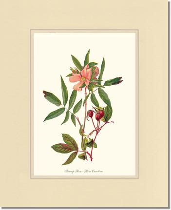 Rose Wall Art Print: Swamp Rose - Vintage Botanical Wall Decor- Charting Nature