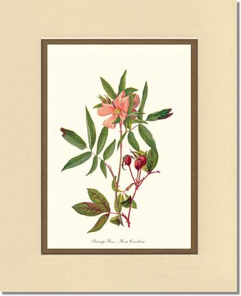 Rose Wall Art Print: Swamp Rose - Vintage Botanical Wall Decor- Charting Nature