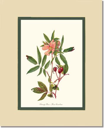 Rose Wall Art Print: Swamp Rose - Vintage Botanical Wall Decor- Charting Nature