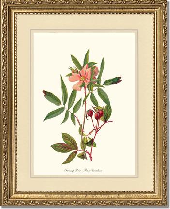 Rose Wall Art Print: Swamp Rose - Vintage Botanical Wall Decor- Charting Nature
