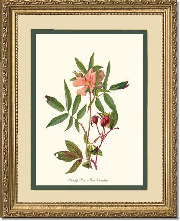 Rose Wall Art Print: Swamp Rose - Vintage Botanical Wall Decor- Charting Nature
