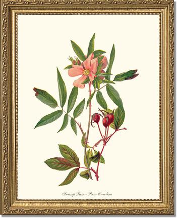 Rose Wall Art Print: Swamp Rose - Vintage Botanical Wall Decor- Charting Nature