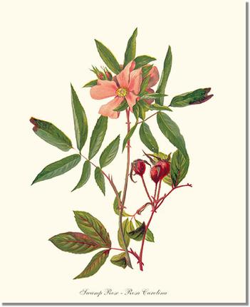 Rose Wall Art Print: Swamp Rose - Vintage Botanical Wall Decor- Charting Nature