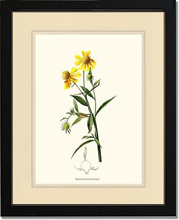 Sneezewort, Autumn | Flower/Floral Art Print