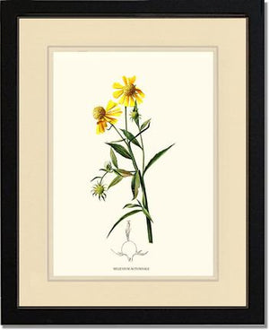 Sneezewort, Autumn | Flower/Floral Art Print