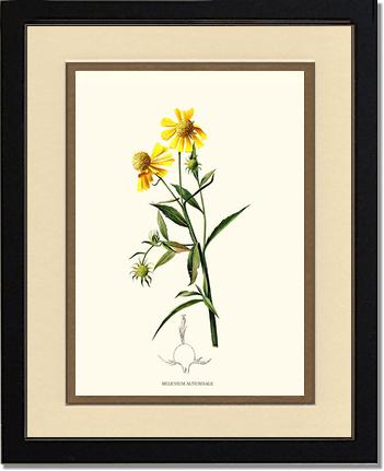 Sneezewort, Autumn | Flower/Floral Art Print
