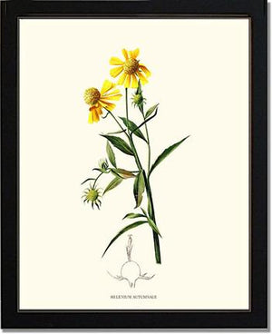 Sneezewort, Autumn | Flower/Floral Art Print