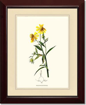 Sneezewort, Autumn | Flower/Floral Art Print
